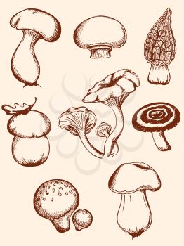 set of vector  hand-drawn vintage mushrooms