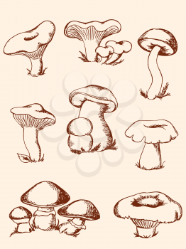 set of vector  hand-drawn vintage  forest mushrooms