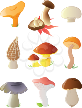 set of vector glossy forest mushrooms