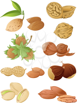 set of vector various nuts