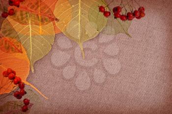 Autumn background with orange leaves and rowanberry