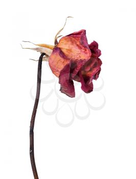 One dried red rose isolated on a white background