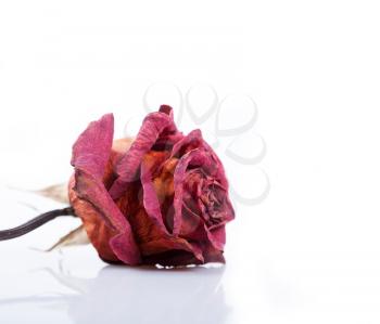 One dried red rose on a white background