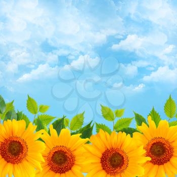 Background with blue sky, green leaves and sunflowers