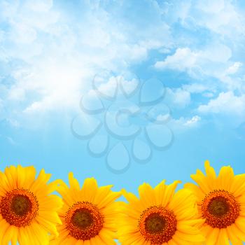 Background with blue sky and sunflowers