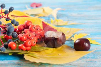 Autumn still life with forest berries, yellow maple leaves and chestnuts on a blue wooden background.