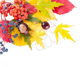 Autumn background with yellow and red leaves, rowan berries and chestnuts. Falling leaves on a white background.