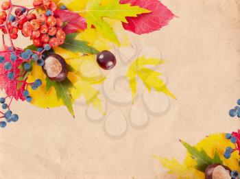 Autumn background with yellow and red leaves, rowan berries and chestnuts. Falling leaves on vintage paper  background.