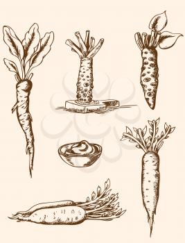 Set of vector vintage hand drawn roots