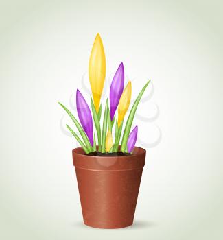 Violet and yellow crocuses in flower pot. Vector illustration.