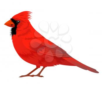 Northern Cardinal bird on a white background. Vector illustration.