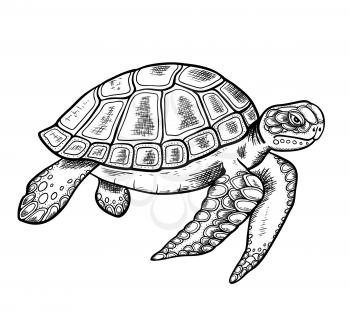 Vector hand drawn sea turtle on a white background.