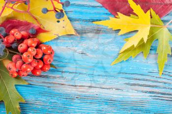 Autumn background with forest berries and yellow maple leaves on a blue wooden surface.