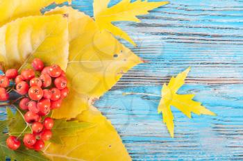 Autumn background with forest berries and yellow leaves on a blue wooden surface.