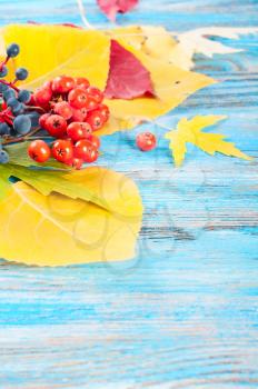 Autumn background with forest berries and yellow maple leaves on a blue wooden table.