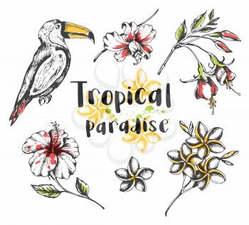 Set of vector hand drawn summer tropical design elements. Toucan bird and tropical flowers