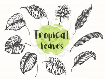Set of vector hand drawn summer tropical floral design elements. Palm and banana leaves.