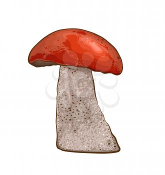 Edible wild mushroom with red cap on a white background. Vector illustration.