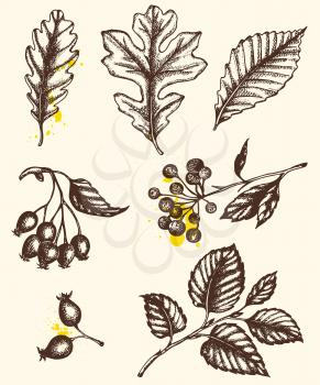 Set of vector hand drawn autumn leaves and plants in 