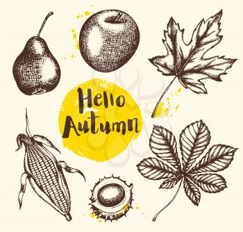 Set of vector vintage autumn plants and fruits. Hand drawn illustration.