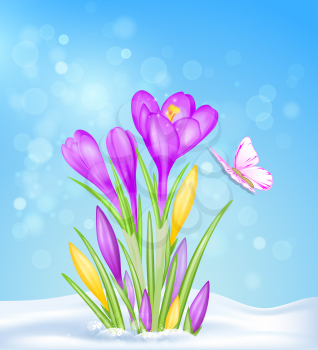 Purple and yellow crocus flowers in the snow. Spring floral background. Vector illustration.