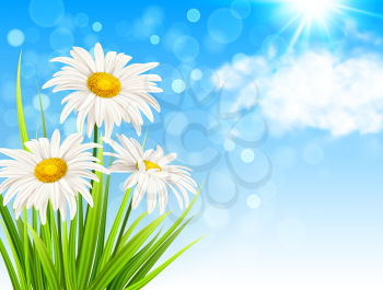 White daisy flowers, green grass and clouds on a blue sky background. Spring floral background. Vector illustration.