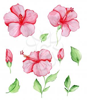 Hand drawn watercolor set of red hibiscus flowers and green leaves. Tropical plants isolated on a white background.