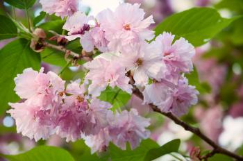 Beautiful japanese sakura blossom in spring time. Nature background with pink cherry flowers and green leaves