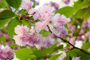 Beautiful japanese sakura blossom in spring time. Nature background with pink cherry flowers and green leaves