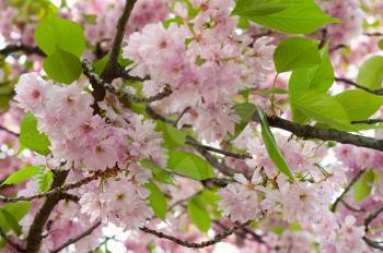Japanese sakura tree blossom in spring time. Nature background with pink cherry flowers and green leaves