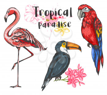 Pink flamingo, toucan and red parrot on a white background. Set of hand drawn vector tropical birds.