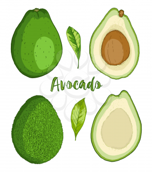 Ripe avocado fruit on a white background.  Hand drawn vector illustration