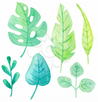 Set of watercolor tropical leaves on a white background. Hand drawn botanical design elements. Vector illustration
