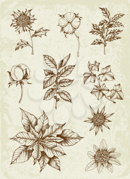 Set of winter evergreen plants and flowers. Decorative vintage elements for Christmas and new year design. Hand drawn illustration.