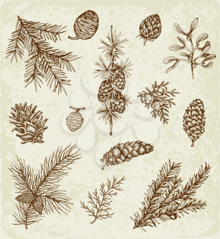Set of winter evergreen plants and cones. Decorative vintage elements for Christmas and new year design. Hand drawn illustration.