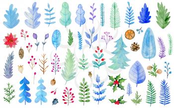 Set of watercolor winter evergreen plants, leaves and flowers on a white background. Hand drawn elements for seasonal Christmas and new year design