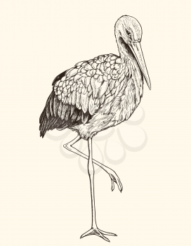Hand drawn vector illustration of white stork. Vintage sketch of animal in the wild nature 