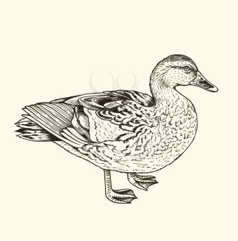 Hand drawn vector illustration of duck. Vintage sketch of animal in the wild nature 