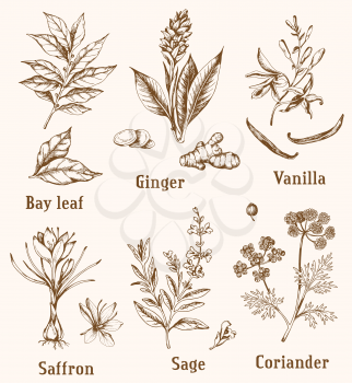 Set of vintage vector hand drawn spices and herbs.