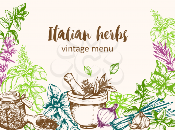 Vintage vector hand drawn background with Italian spices and herbs.