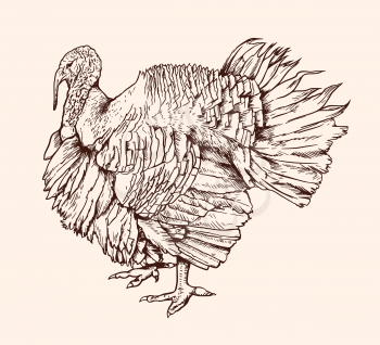 Hand drawn vector sketch of turkey bird. Vintage illustration.