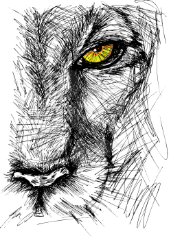 Hand drawn Sketch of a lion looking intently at the camera. Vector illustration