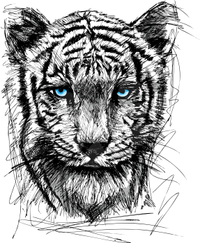 Sketch of white tiger. Vector illustration
