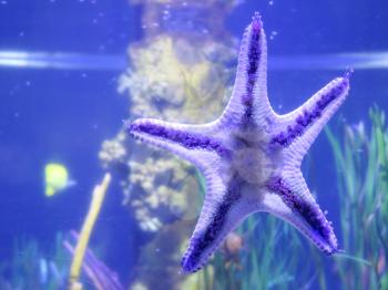 Starfish on fishbowl