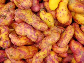 Red Olluquito. Peruvian tuber for sale at the Farmers Market