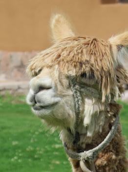 Close-up of llama, Sacred Valley, Machu Picchu, Cuzco, Peru