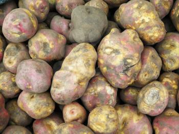 Peruvian Potatoes in the market