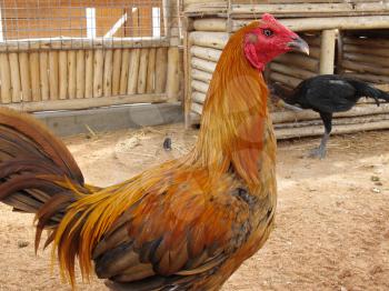 Rooster on farm