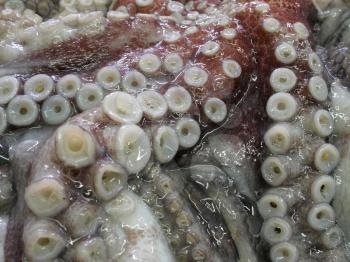 Raw and fresh octopus tentacles photographed on ice