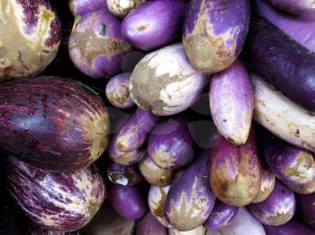 Ripe eggplant